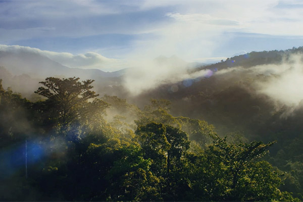 Bosprojecten in samenwerking met WWF voor het herstel en het behoud van bossen, om CO2 op te vangen