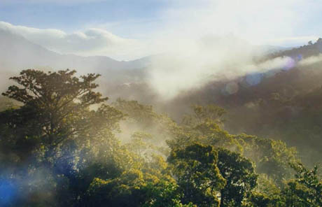 Projets forestiers avec le WWF sur la restauration et la préservation des forêts pour compenser les émissions carbone