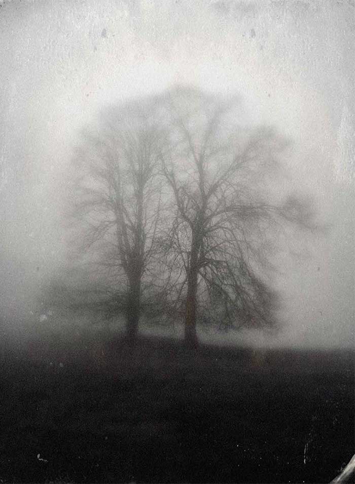 Tree in black and white setting