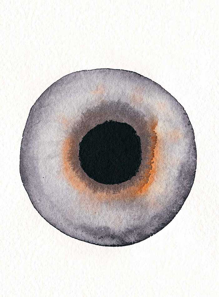 Augenillustration aus der "daylight and architecture"