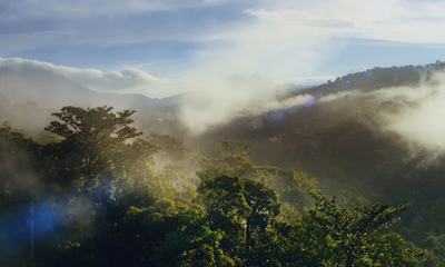 Waldprojekte mit dem WWF zur Aufforstung und Erhaltung von Wäldern zur Bindung von Kohlenstoff